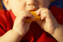 Little boy eating cracker.jpg