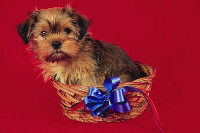 Brown dog in basket with blue bow.jpg