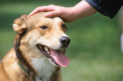 Person petting dog 0001.jpg