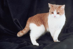 Pedigree Cats 0023.jpg