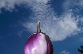 Eggplant uid 1040404.jpg