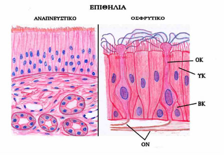 epithilia