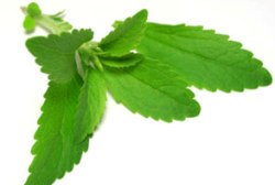 new35_stevia2.jpg