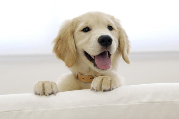 images_24_happy_dog.jpg.670x0_q85_crop-smart_upscale.jpg