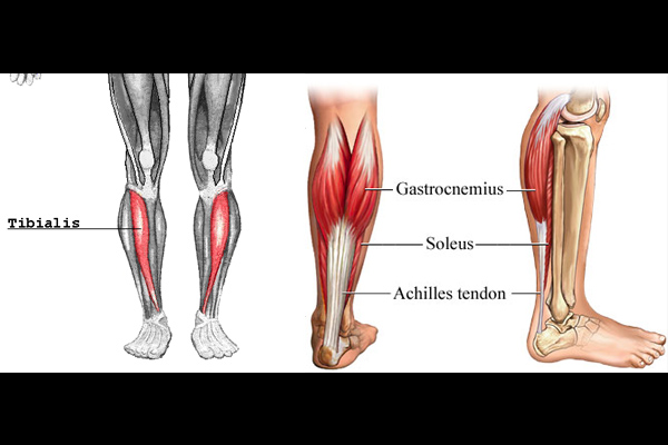 images_anatomy_calve_raise.jpg