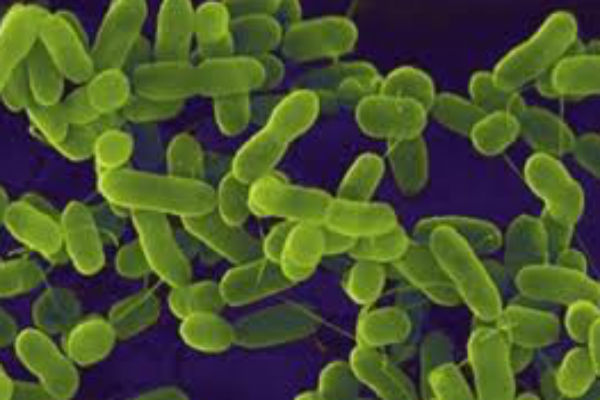 images_1812017_2_e-coli.jpg