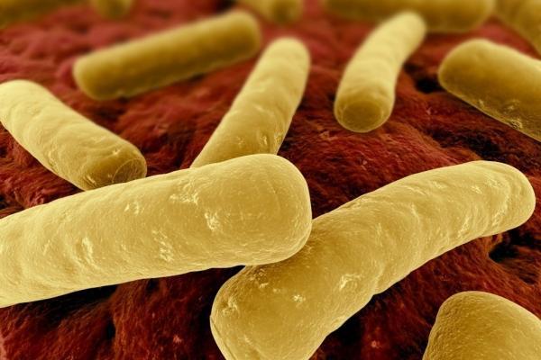 images_1812017_Clostridium-Difficile-1024x682-600x400.jpg