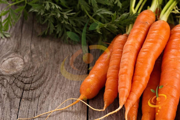 images_2812017_2_carrot-variety-autumn-king1-seedsnow-shut-l.jpg