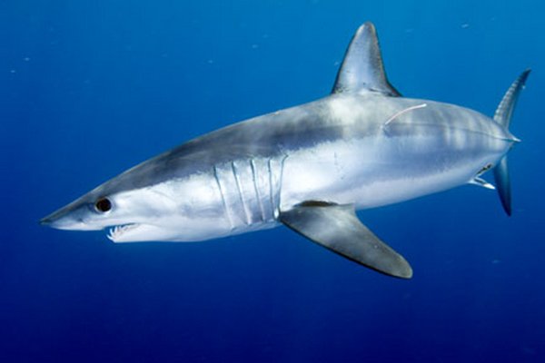 images_222017_shortfin-mako-shark-usa-andy.jpg