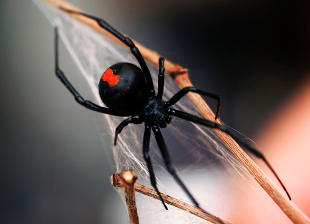 images_3032017_redback-spider.jpg