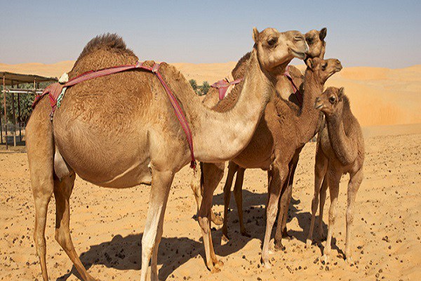 images_1042017_2_Camels.jpg