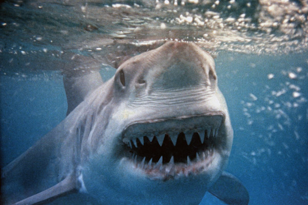 images_1242017_shark-teeth-gal.jpg