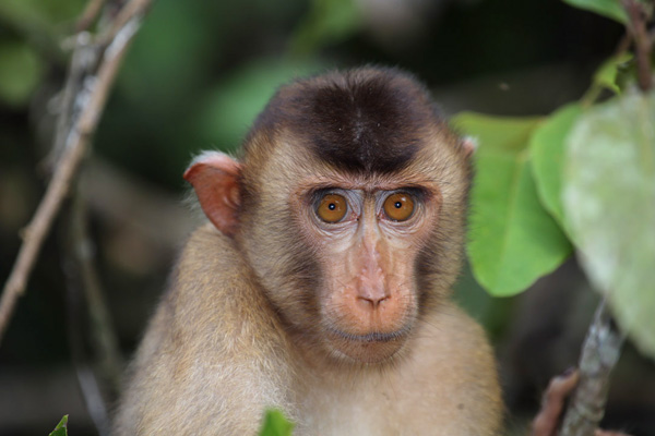 images_842017_2_1109-malaysia-macaque-01.jpg