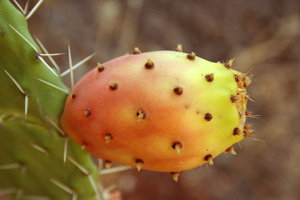 images_1472017_600px-Opuntia_ficus-indica_fruit9.jpg